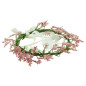 Hårkrans vildblommor